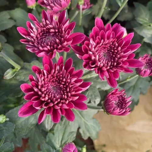 Natural Flowers
